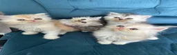 Persian cats for sale: Beautiful Persian Kittens Available forLovingHomes - Advert 6