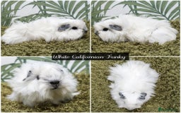 Guinea Pig rodents for sale: Baby long haired guinea pigs in Roche, Cornwall - Image 8
