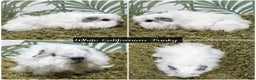 Guinea Pig rodents for sale: Baby long haired guinea pigs in Roche, Cornwall - Advert 8