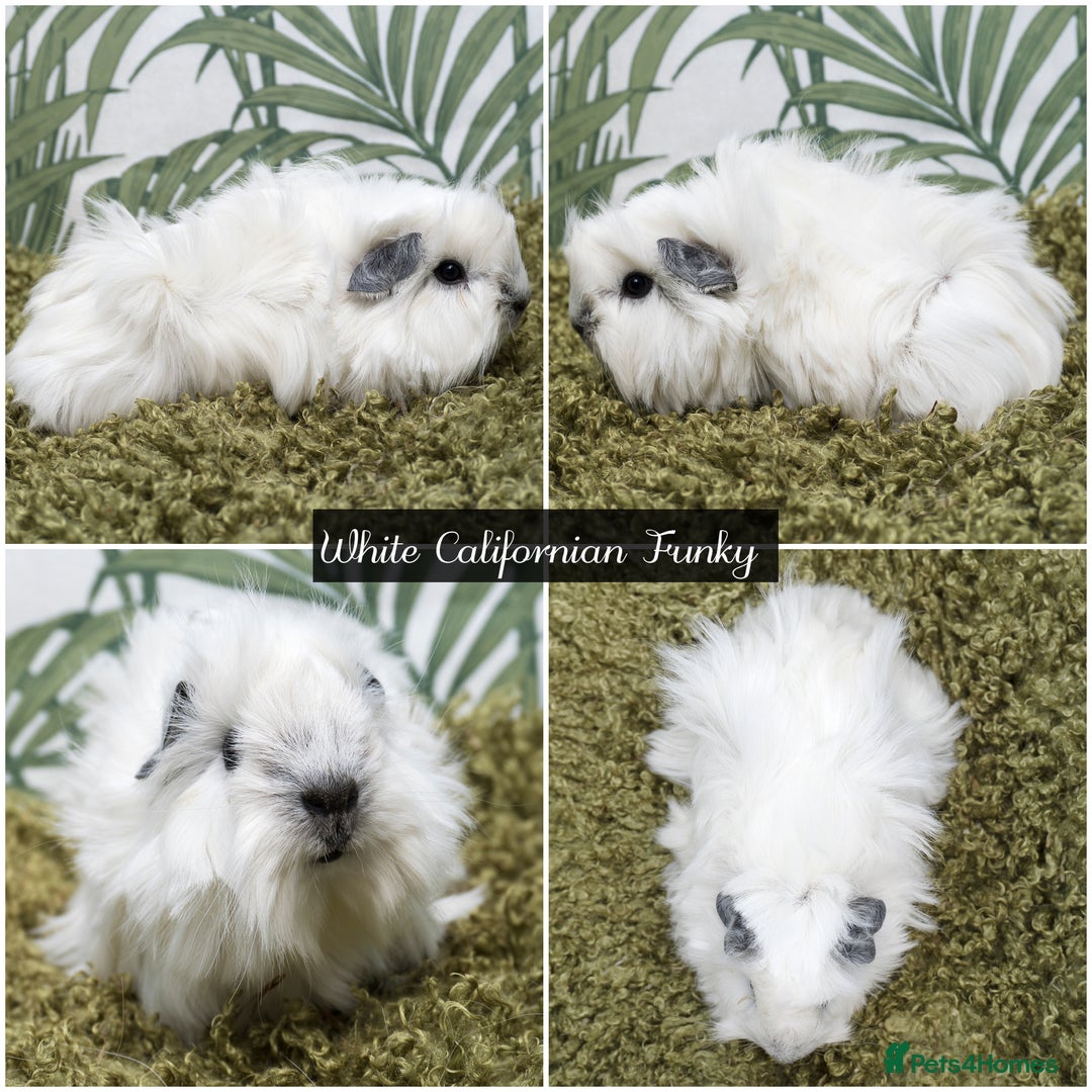 Guinea Pig rodents for sale: Baby long haired guinea pigs in Roche, Cornwall - Image 8