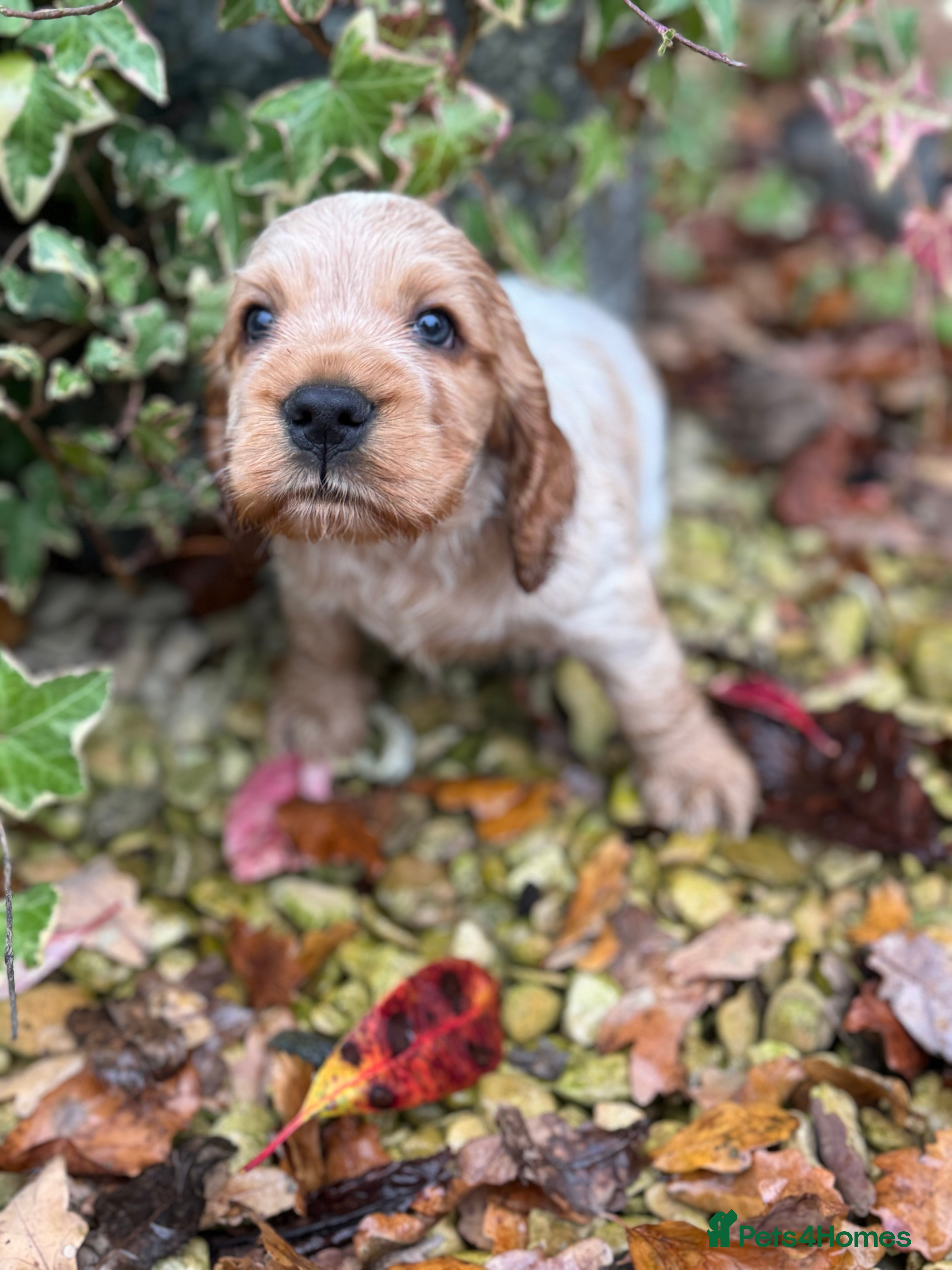 Cocker Spaniel dogs Exceptional litter of Show Type Cocker Spaniels - Advert 7
