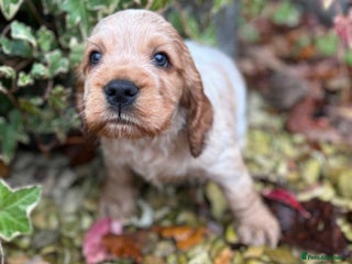 Cocker Spaniel dogs Exceptional litter of Show Type Cocker Spaniels - Advert 1