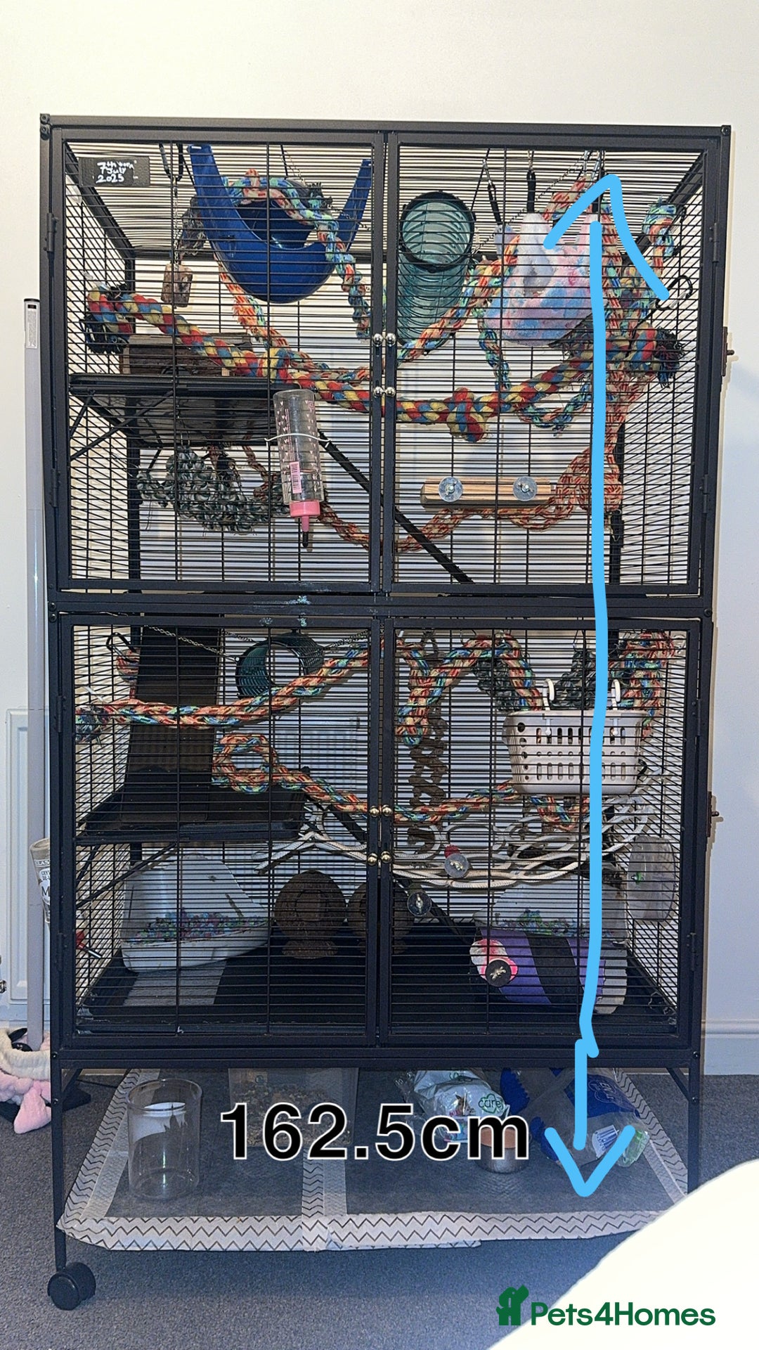 Rat rodents for sale: 2 female bold rats with cage and accessories  - Advert 6
