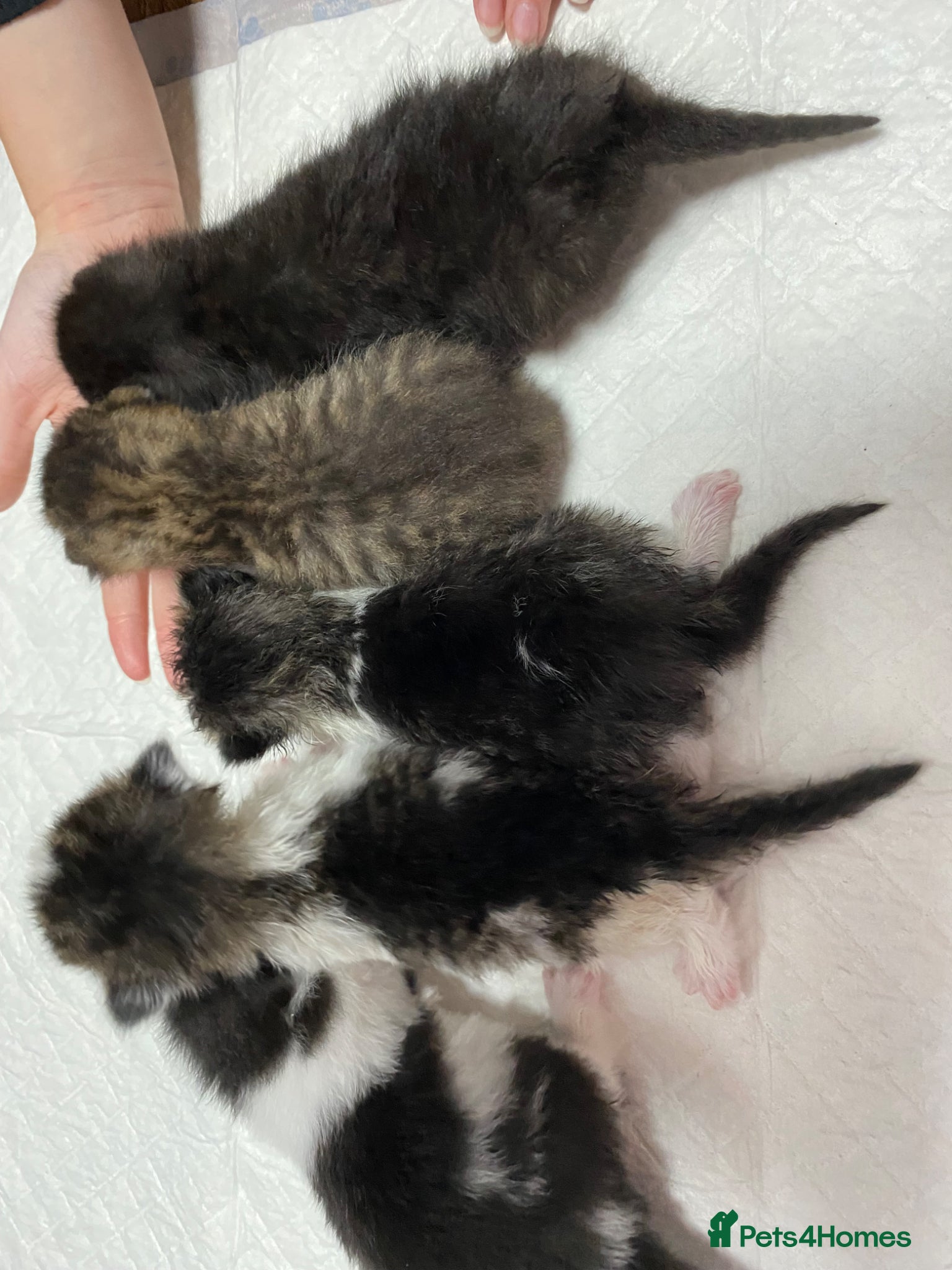 Mixed Breed cats for sale: Beautiful kittens  - Advert 8
