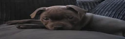 Staffordshire Bull Terrier dogs for sale: Staffordshire Bull Terrier in Caernarfon - Advert 6