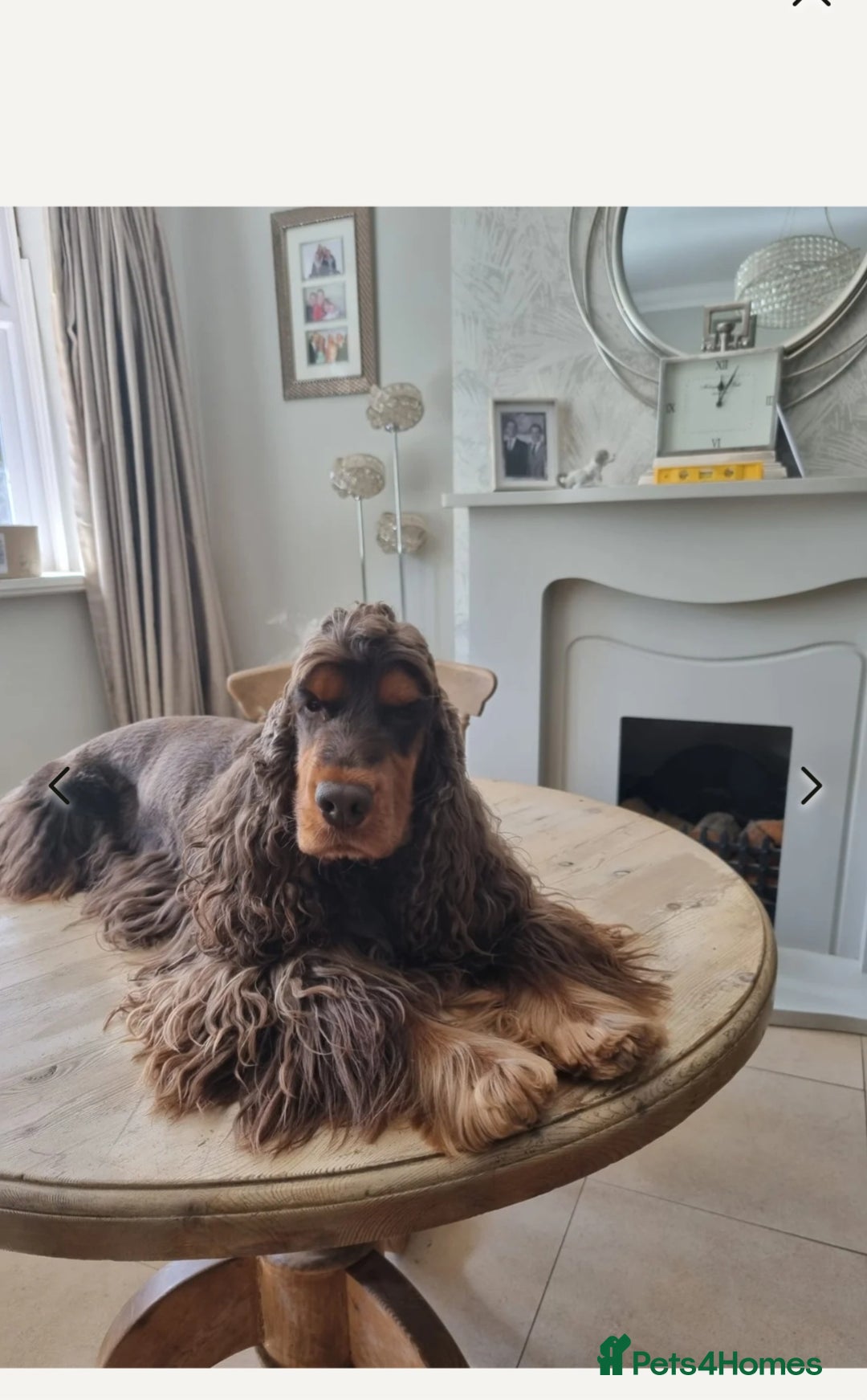 Cocker Spaniel dogs for sale: SHOW COCKER SPANIEL GOLDEN BOY/ DNA TESTED PARENTS - Image 9