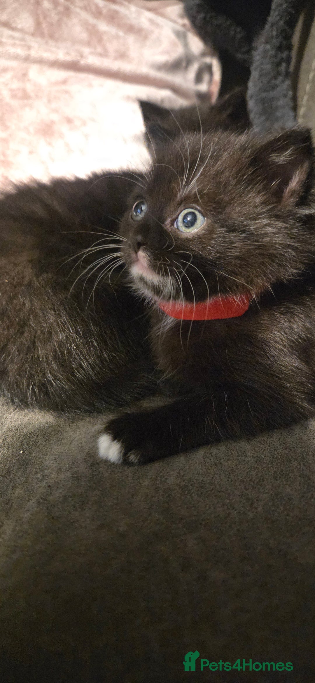 Mixed Breed cats for sale: 4 Adorable kittens ready 14th December - Advert 7