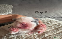 French Bulldog dogs for sale: Best sofa needed  - Image 9