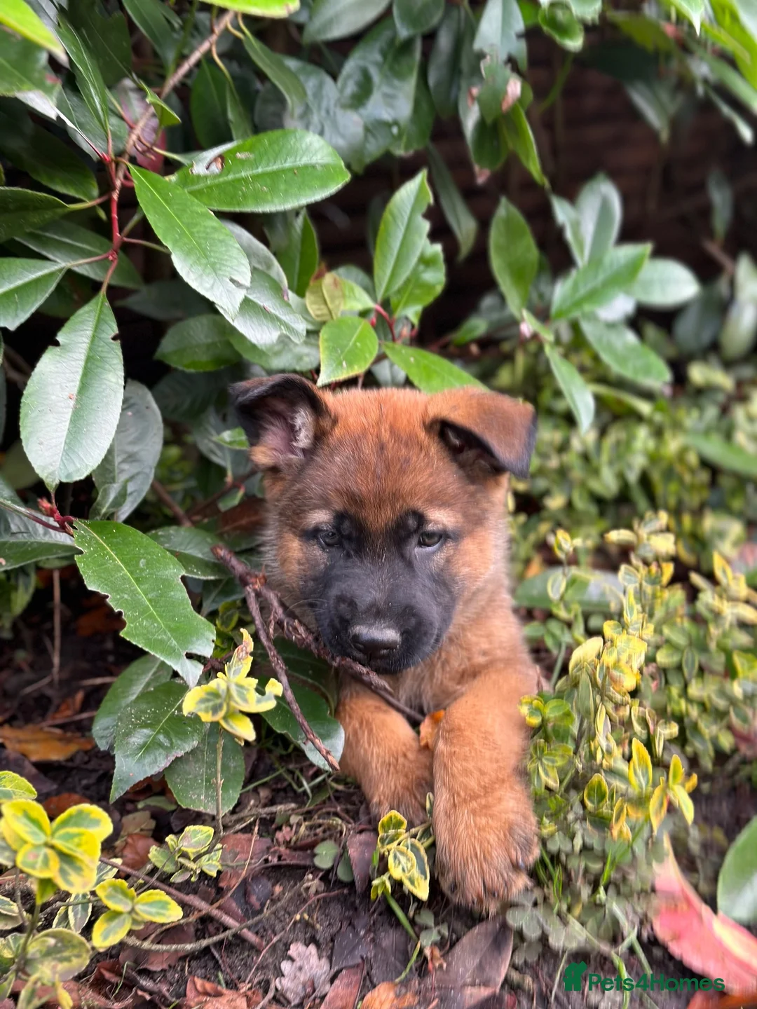 Mixed Breed dogs for sale: Female German shepherd breed aged 3 years - Advert 4