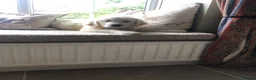 Golden Retriever dogs for sale: Lovely chunky cream puppies  - Advert 16