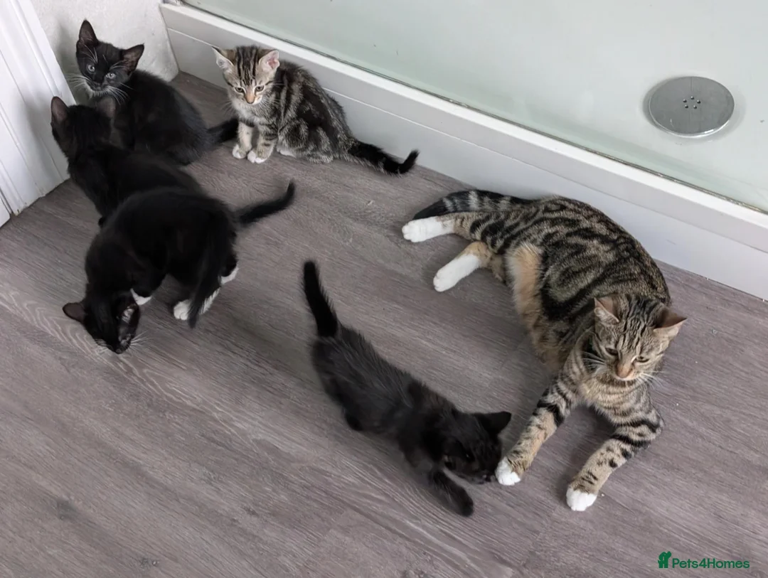 Mixed Breed cats for sale: Kittens available near Worksop/Retford  in Worksop - Advert 1
