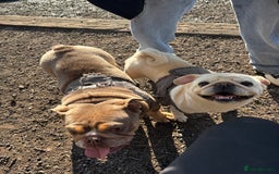 Pug dogs for sale: White pug  - Image 2
