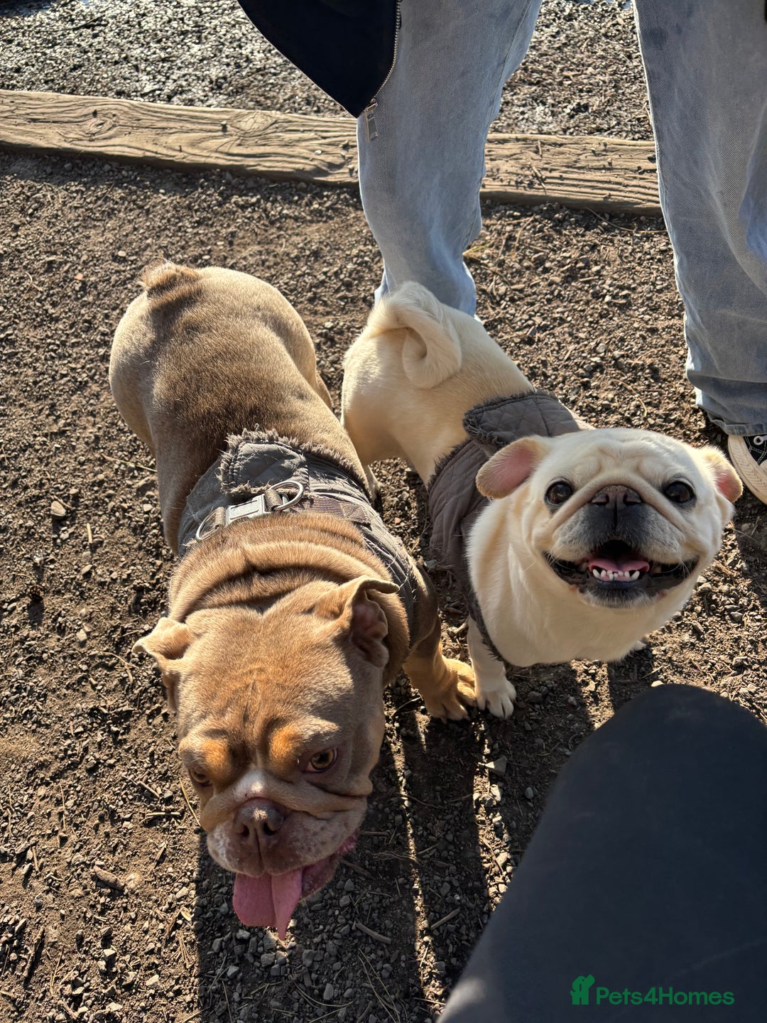 Pug dogs for sale: White pug  - Image 2