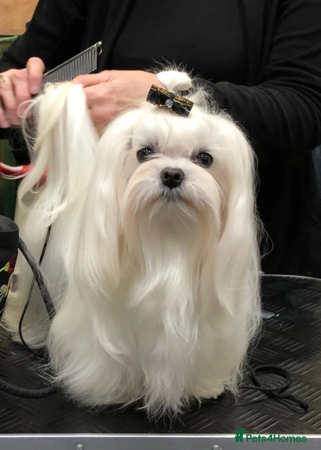 Maltese dogs for sale: Stunning Maltese puppies, K.C. registered - Advert 4