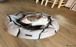 English Bulldog dogs for sale: Old English bulldog female.  - Image 4