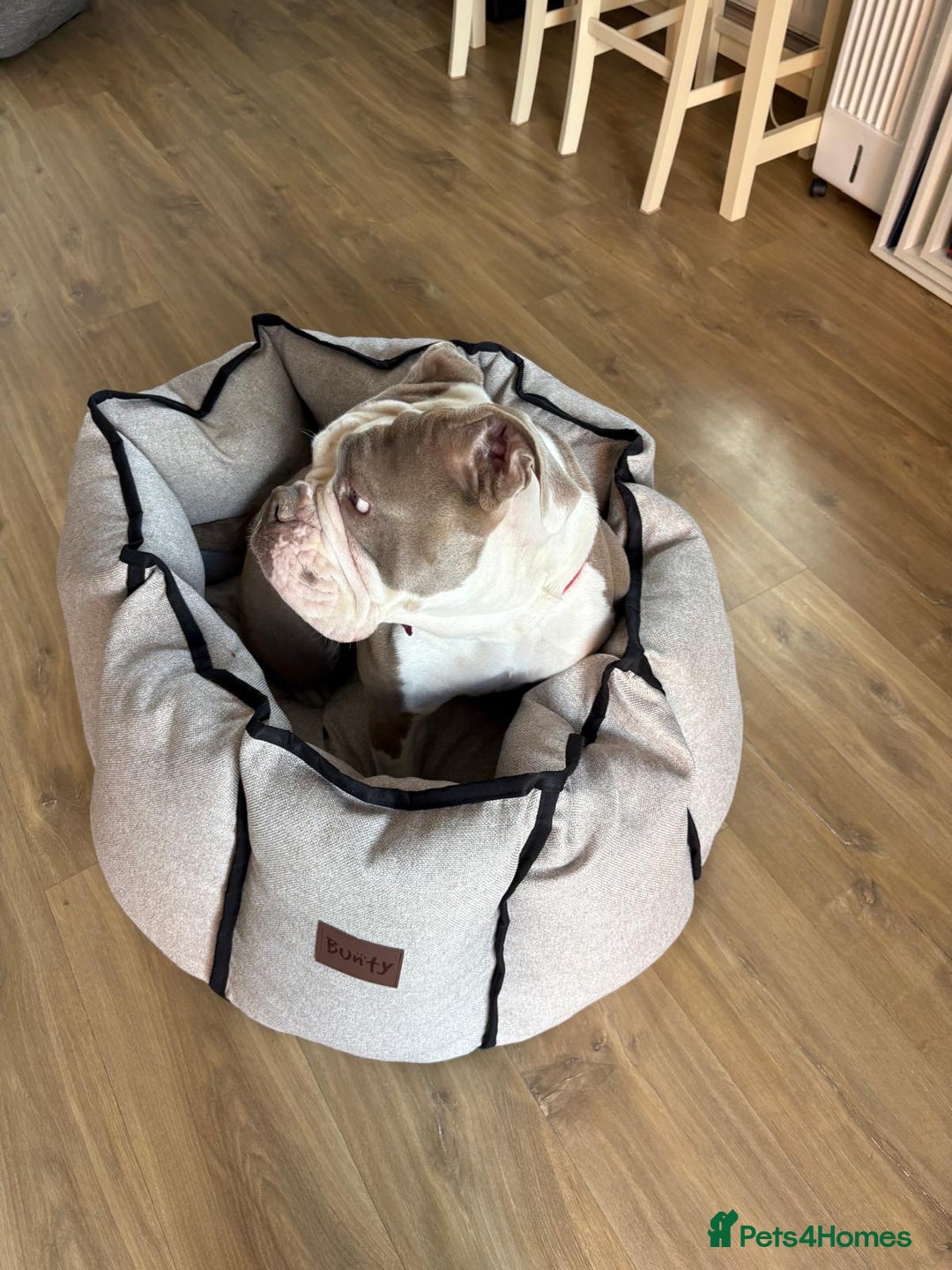 English Bulldog dogs for sale: Old English bulldog female.  - Image 4