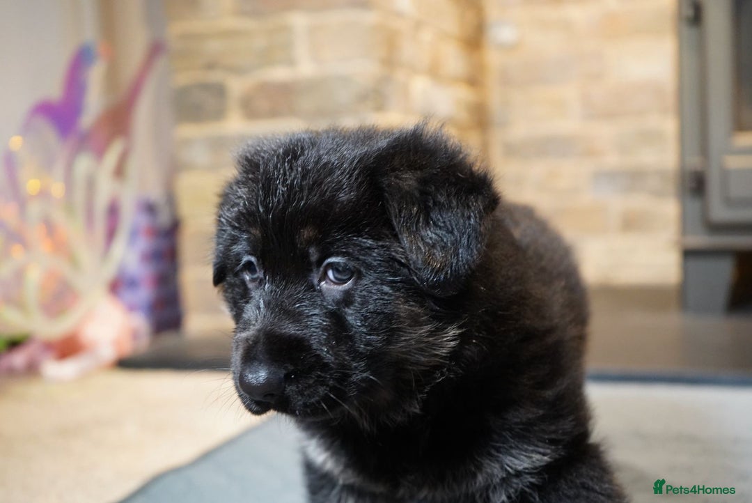 German Shepherd dogs for sale: KC Registered German Shepard Babies 🐾🐾🐾 - Advert 10