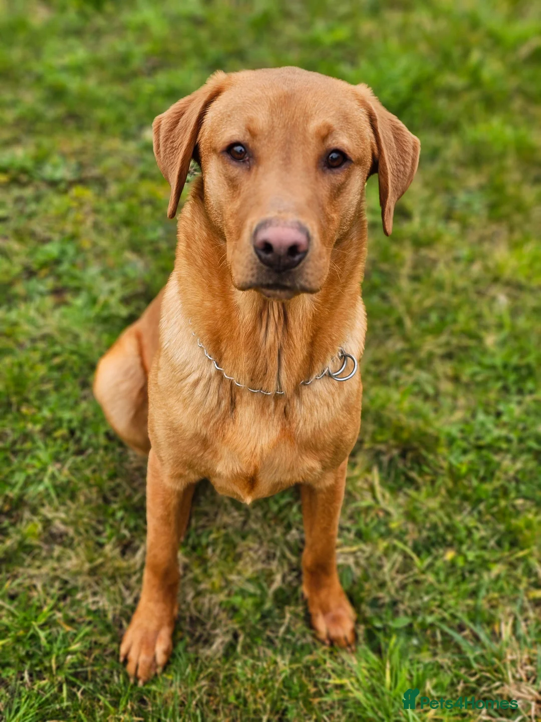 Labrador Retriever dogs for stud: Exceptional Fox Red Boy *STUD only* in Lincoln - Advert 2