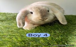 Mini Lop rabbits for sale: Stunning mini lop babies  - Image 6