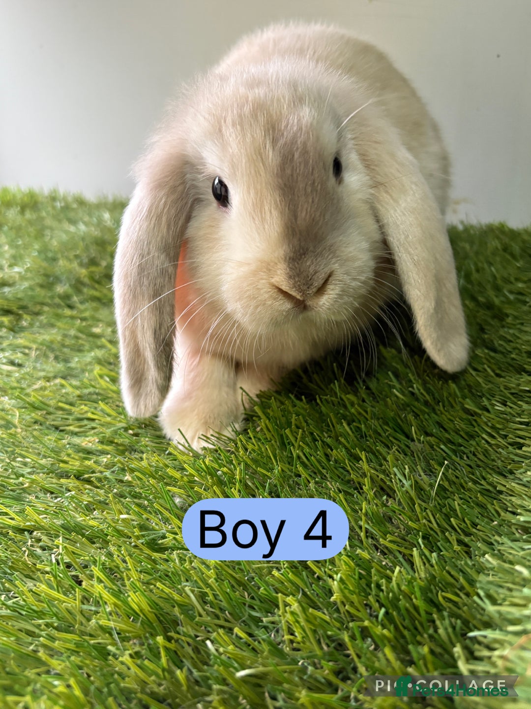 Mini Lop rabbits for sale: Stunning mini lop babies  - Image 6
