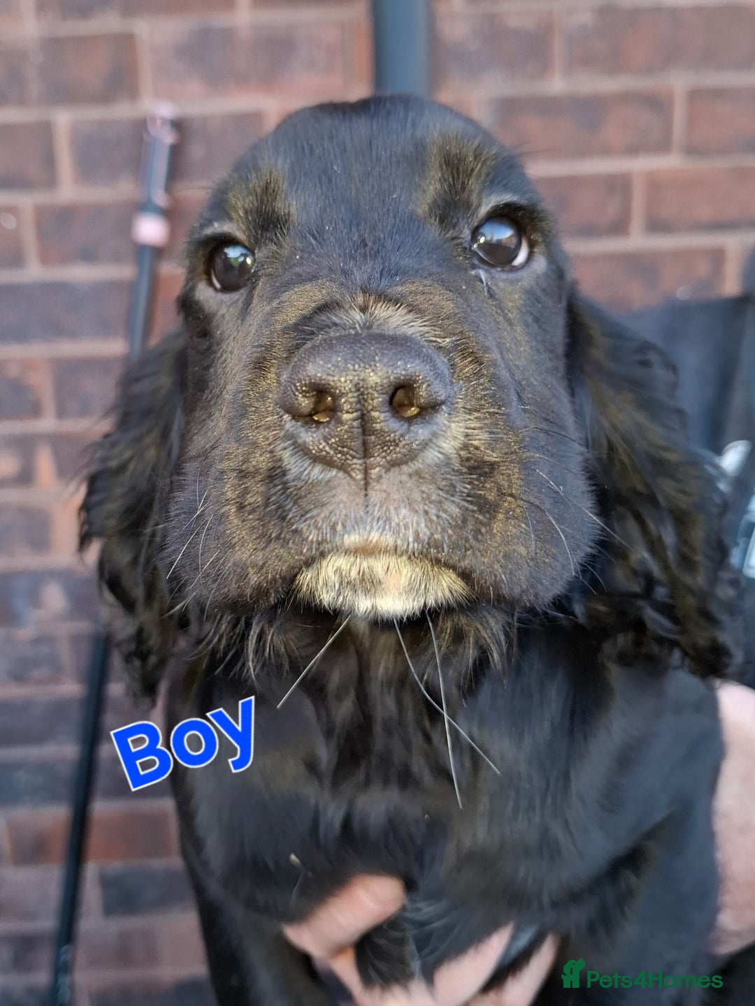 Sprocker dogs for sale: Sprocker Puppies Ready Now - Advert 17