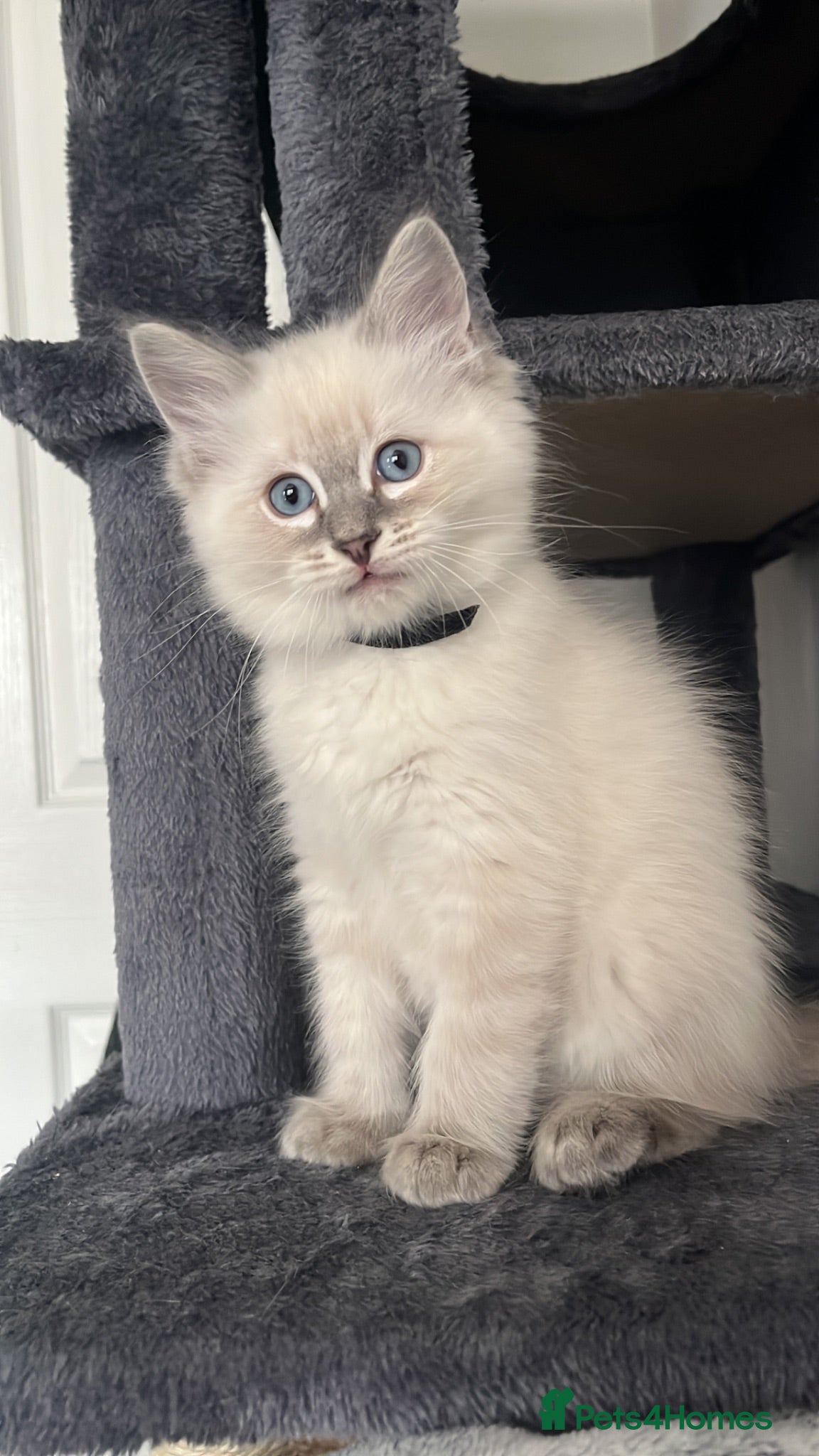 Ragdoll cats Last 2 boys  READY TO LEAVE 😌 - Advert 17