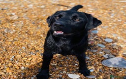 Labrador Retriever dogs for sale: WORMAGS KC REGISTERED LAST LABRADOR PUPPY - Image 22