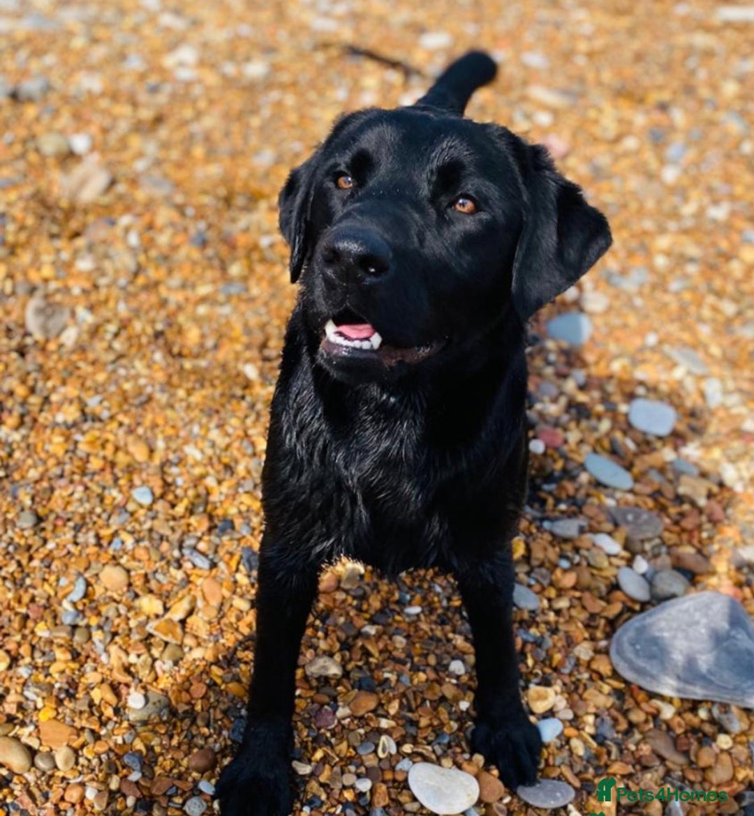 Labrador Retriever dogs for sale: WORMAGS KC REGISTERED LAST LABRADOR PUPPY - Image 22
