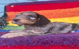 Cockapoo dogs for sale: Cockapoo puppies beautiful colours  - Image 3