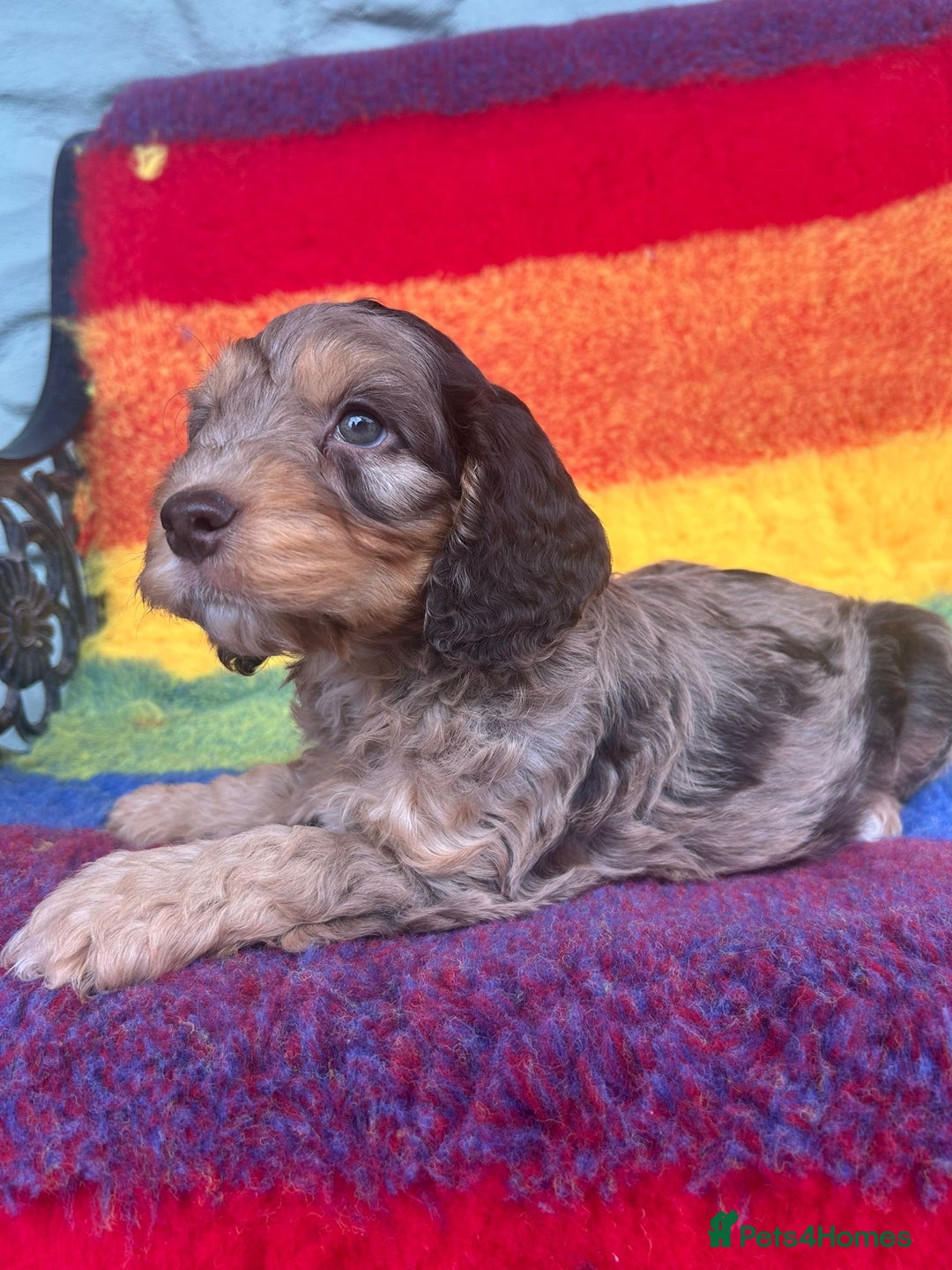 Cockapoo dogs for sale: Cockapoo puppies beautiful colours  - Image 3