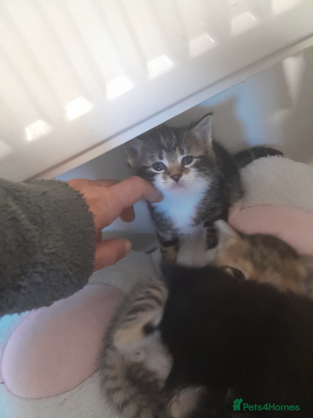 Mixed Breed cats for sale: Playful & cuddly Tabby-Bengal-Mix Kittens £200 - Image 32