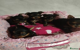 Yorkshire Terrier dogs for sale: 💝💝Beautiful miniature babies 💝💝 - Image 29