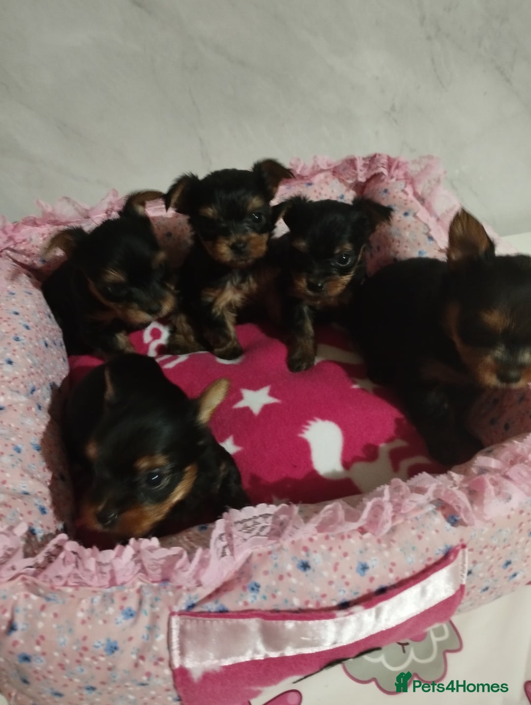 Yorkshire Terrier dogs for sale: 💝💝Beautiful miniature babies 💝💝 - Image 29