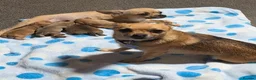Pomchi dogs for sale: Pomchi puppies  - Advert 3