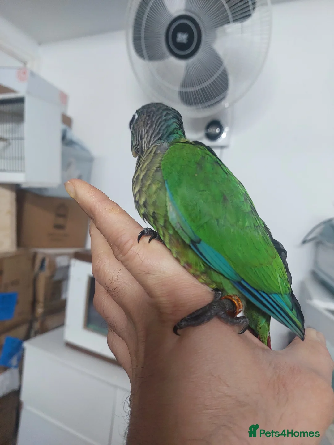 Conures birds for sale: Hand reared super tame conure  - Advert 4