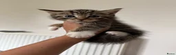 Mixed Breed cats for sale: Kittens ready to go now  - Advert 9