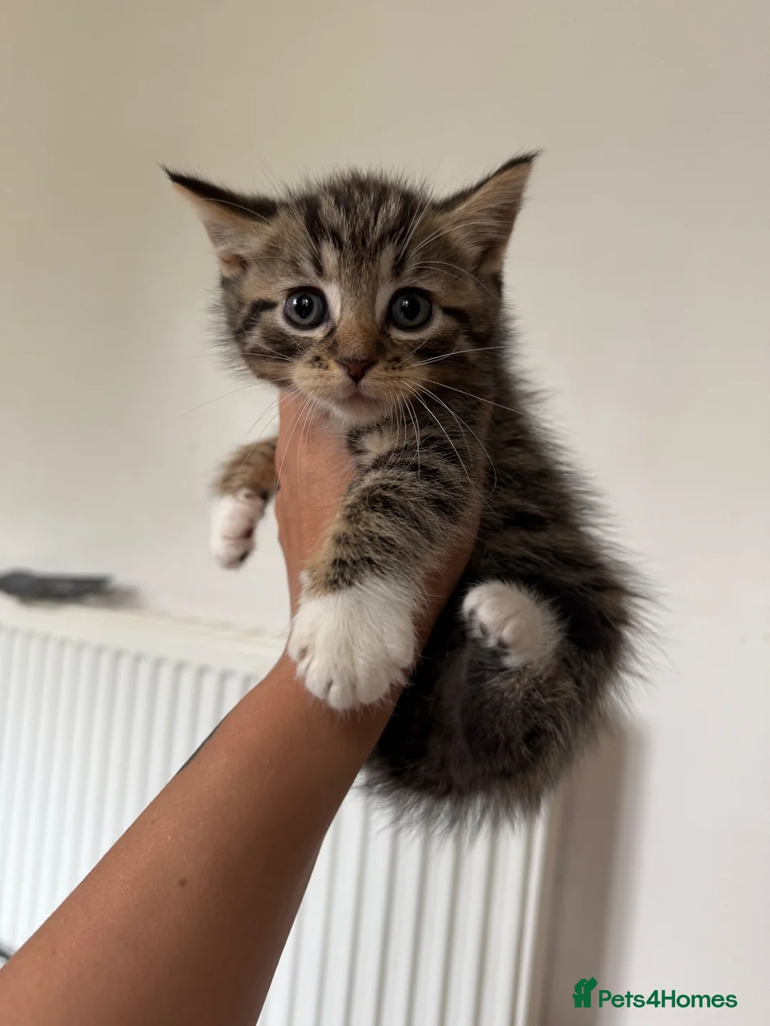 Mixed Breed cats for sale: Kittens ready to go now  - Advert 9