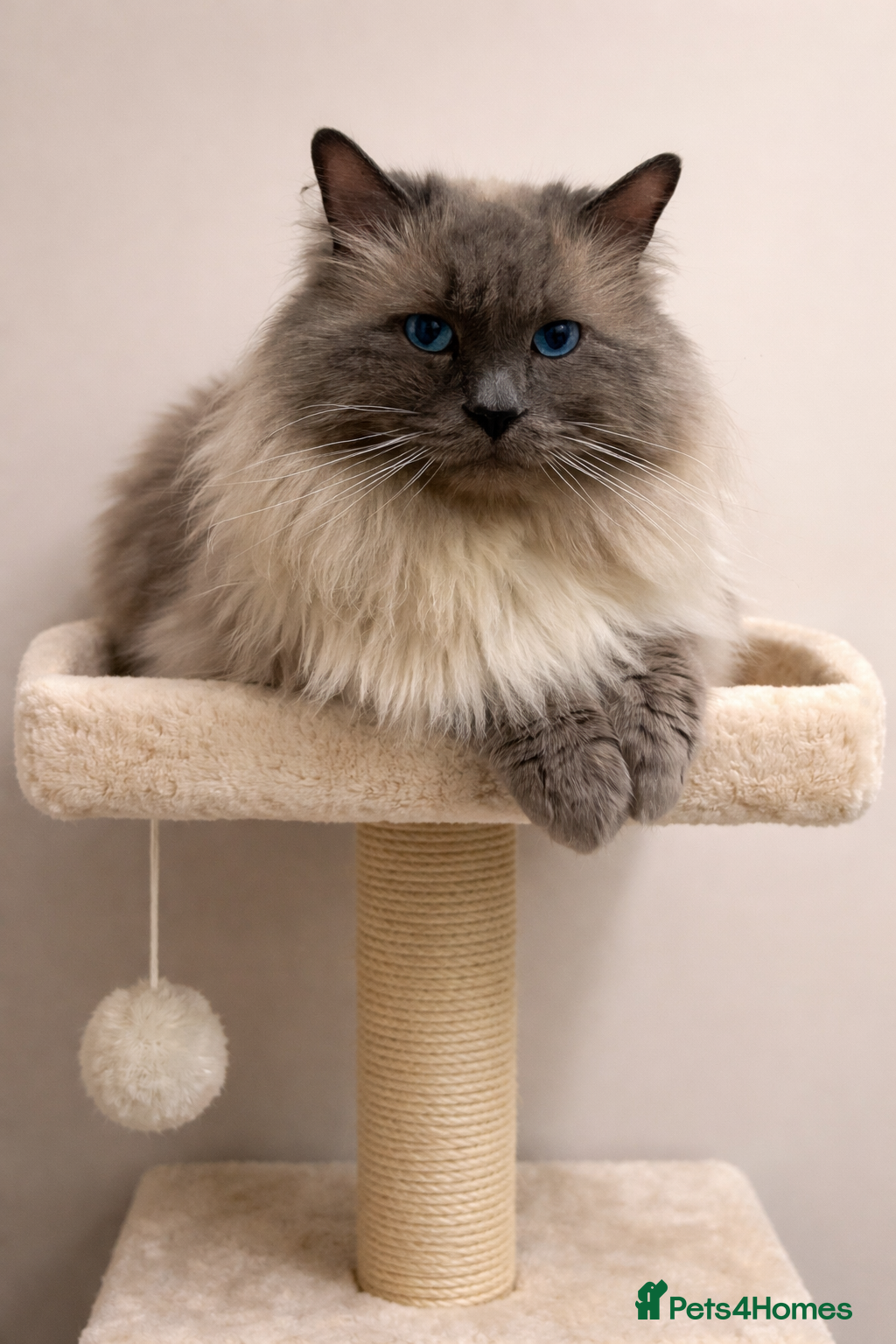 Ragdoll cats 🏆Gccf/TICA CARRYING CHOCOLATE  gccf ragdoll stud  in Merthyr Tydfil - Advert 16