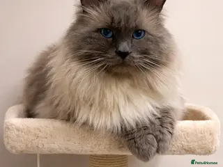 Ragdoll cats 🏆Gccf/TICA CARRYING CHOCOLATE gccf ragdoll stud in Merthyr Tydfil - Advert 16