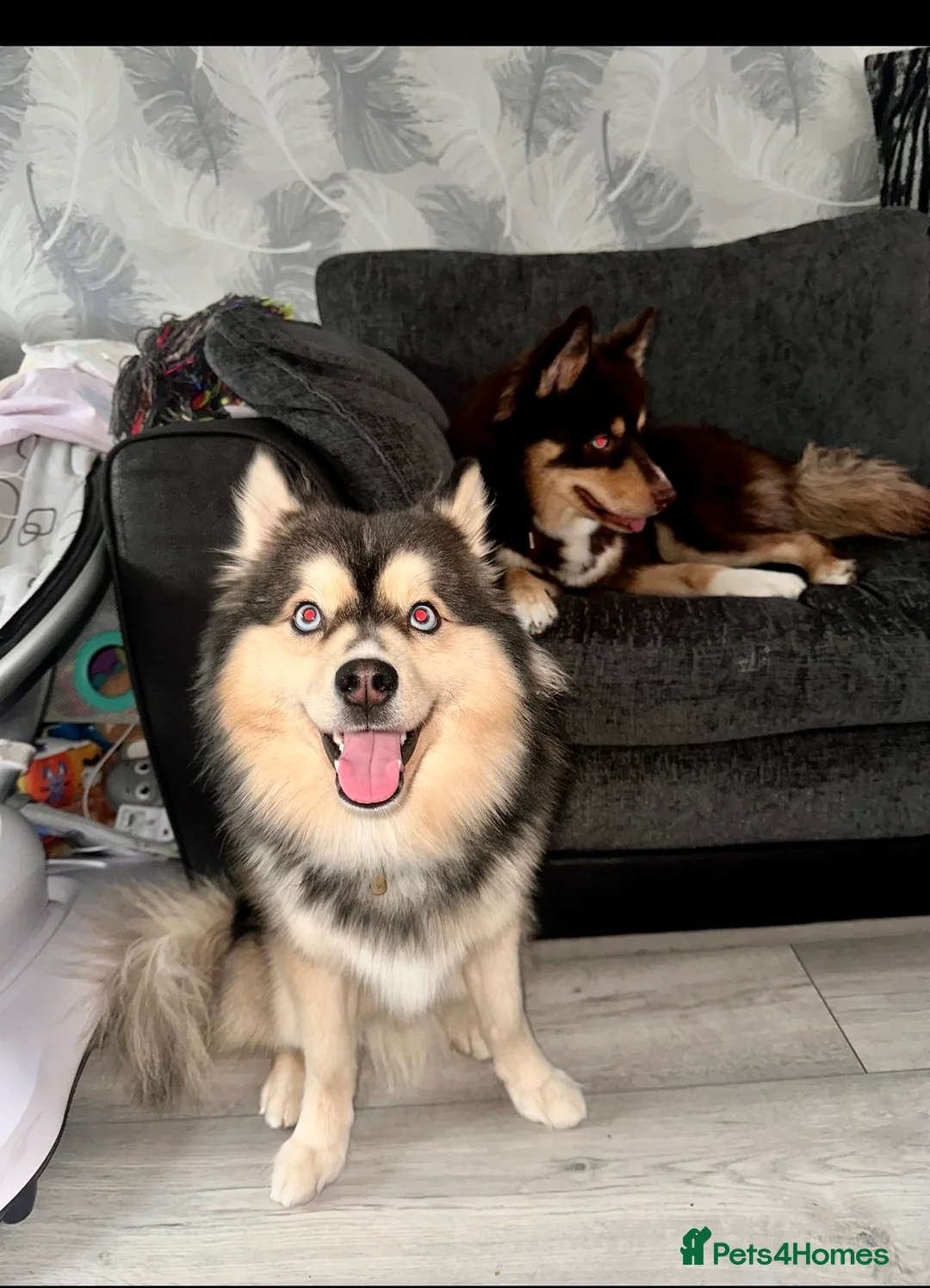 Pomsky dogs for stud: 🔥 Zorro – Proven Pomsky Stud | £850 🔥 - Advert 6