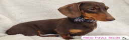 Miniature Dachshund dogs for stud: Mr Brown VERY SMALL Health tested KC reg Stud in Romford - Advert 2