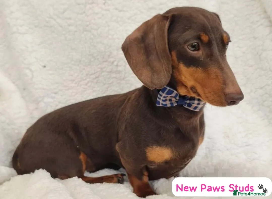 Miniature Dachshund dogs for stud: Mr Brown VERY SMALL Health tested KC reg Stud in Romford - Advert 2