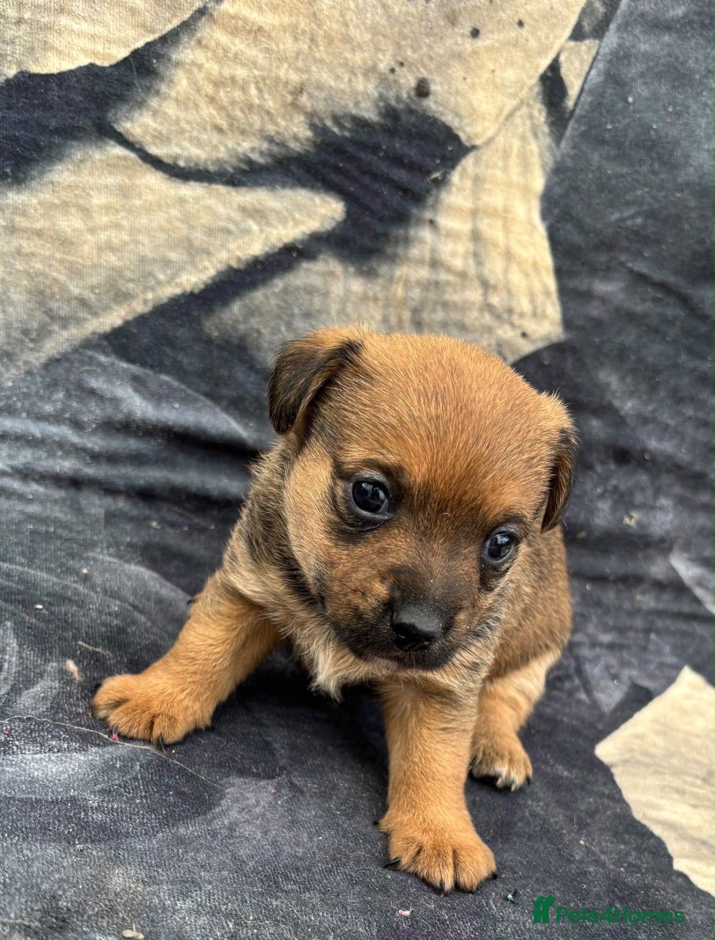 Jack Russell dogs Rough coated Jack Russell puppies  - Advert 2
