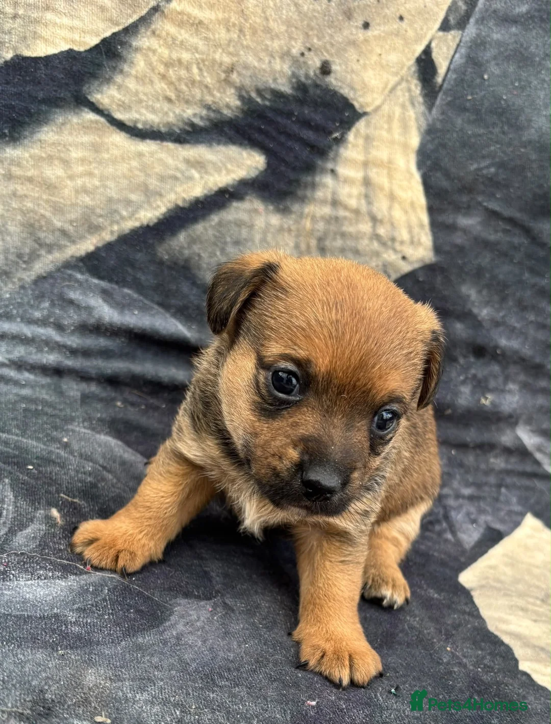 Jack Russell dogs for sale: Rough coated Jack Russell puppies  in Leicester - Advert 2