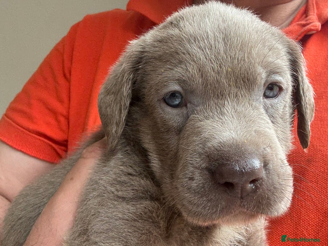 Labrador Retriever dogs for sale: Outstanding KC Registered Silver Labrador Puppies - Image 8