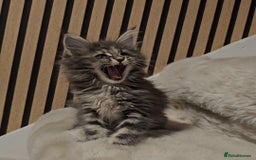 Maine Coon cats for sale: GCCF Registered Pedigree Maine Coon Kittens - Image 6