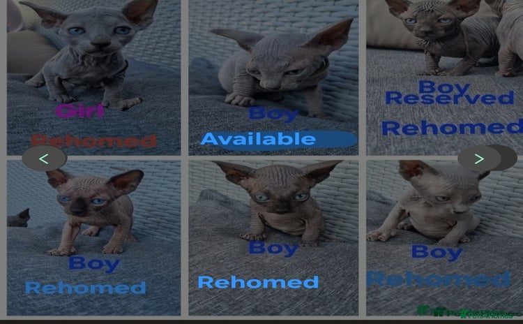 Sphynx cats - Advert 9