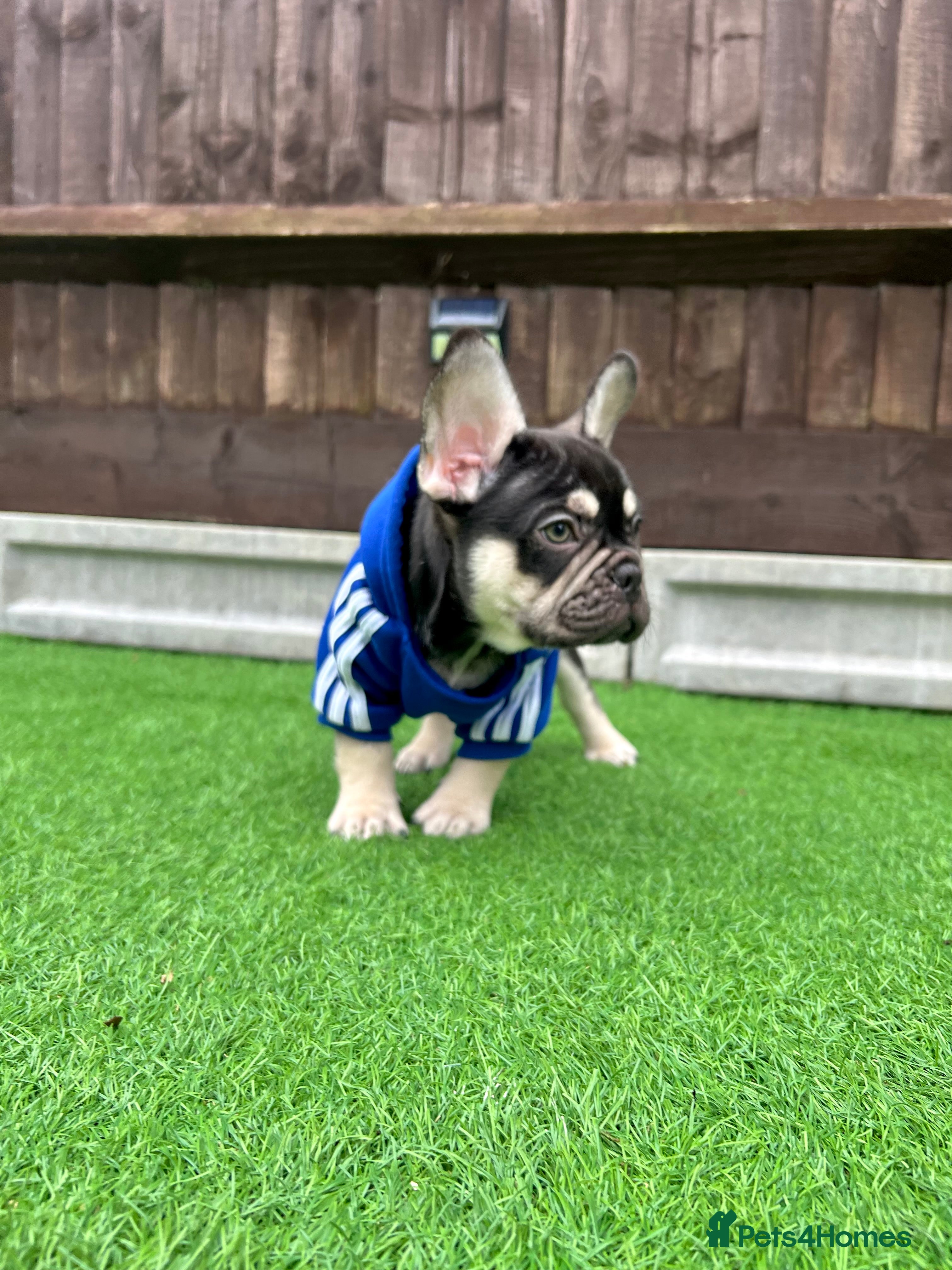 French Bulldog dogs Stunning Kc French Bulldog puppies  - Advert 12