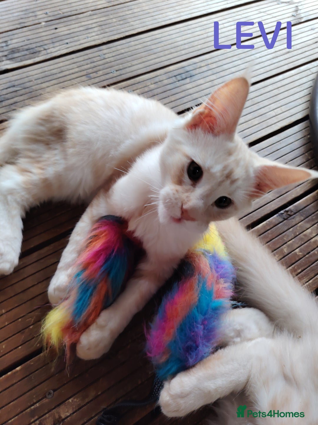 Maine Coon cats for sale: Pure Mainecoon boy Fun, intelligent, home raised. - Image 9