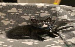 British Shorthair cats for sale: Lovely kittens  - Image 29